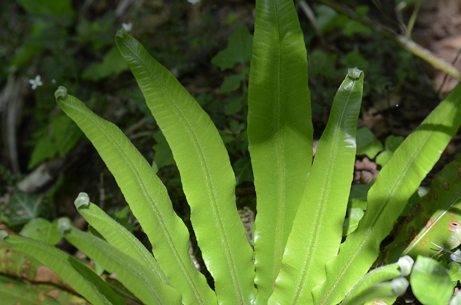 Phyllitis scolopendrium